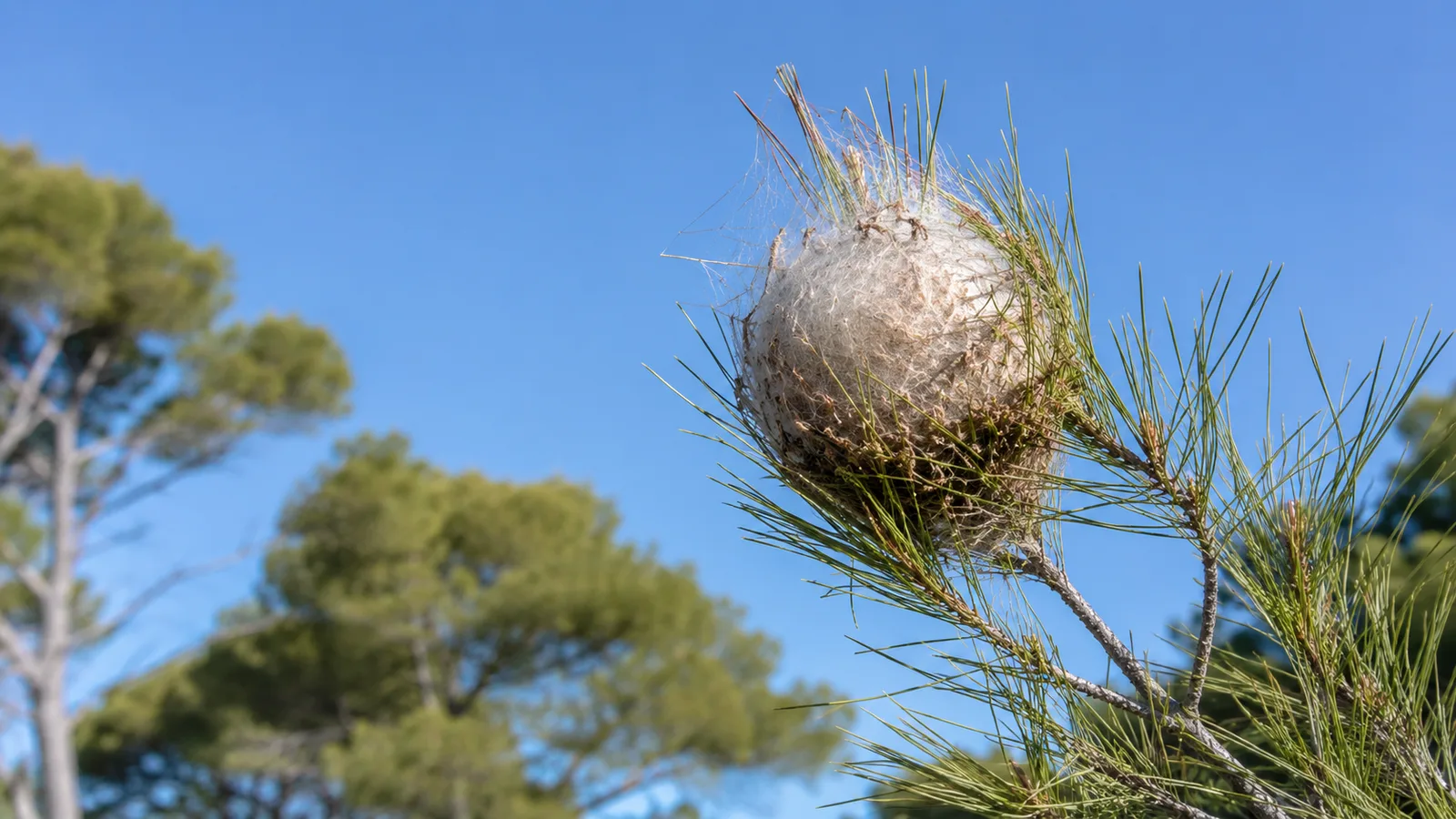 Nid d'hiver de chenilles processionnaires dans un pin des Alpes-Maritimes, boule de soie blanche en bout de branche