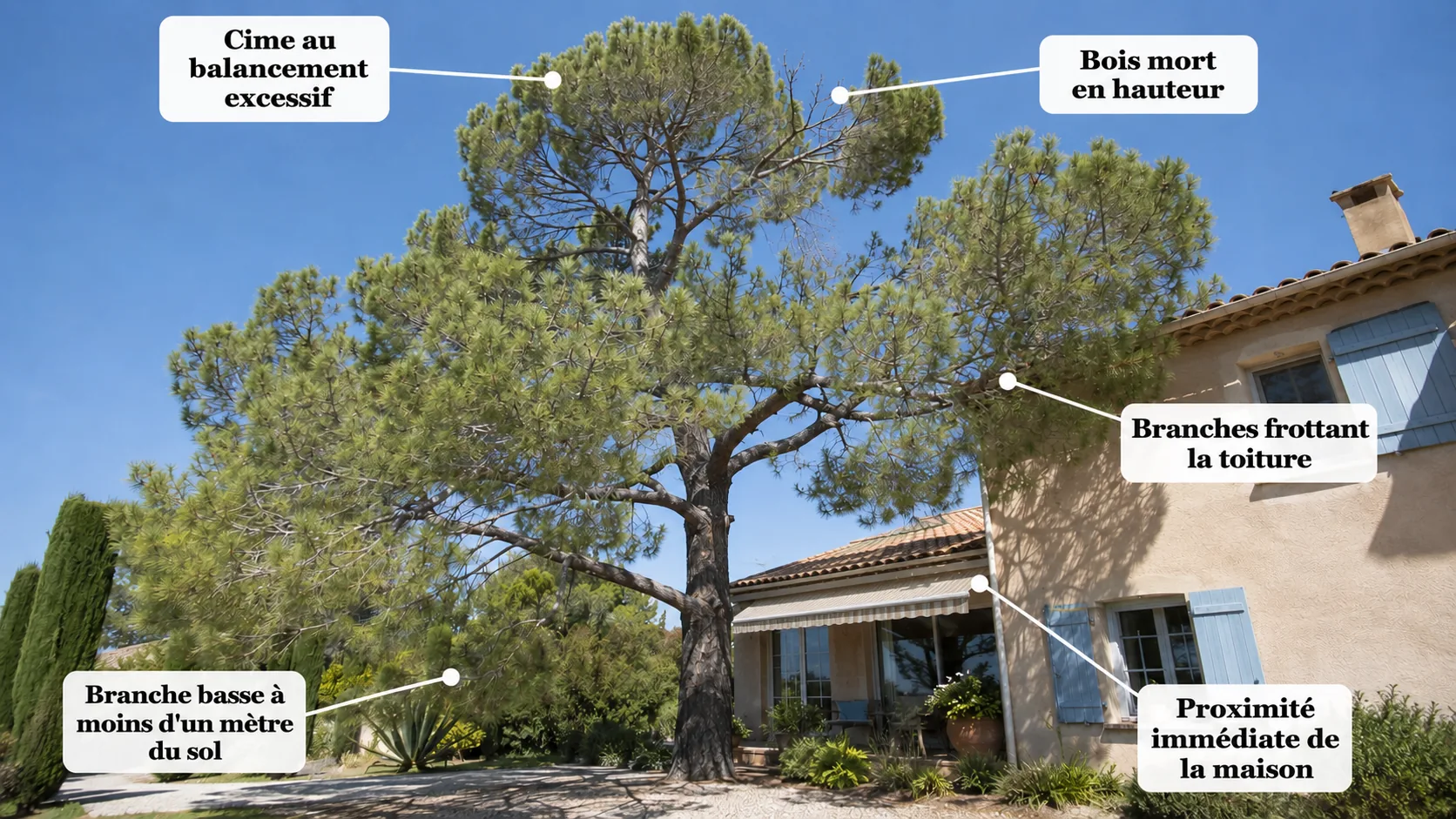 Pin maritime près d'une maison dans le 06, avec les signes annotés qui justifient une intervention : branches frottant la toiture, branche basse à moins d'un mètre du sol, cime au balancement excessif et bois mort en hauteur