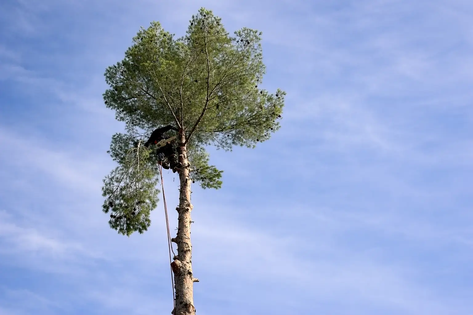 Arboriste grimpeur préparant le démontage d'un arbre par tronçons