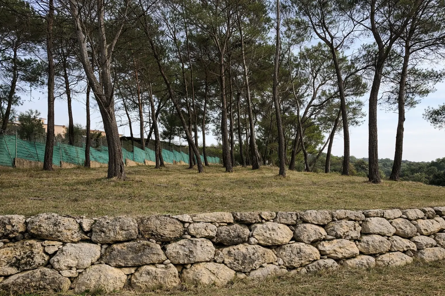 Sous-bois de pins dégagé après débroussaillage avec restanque en pierre au premier plan