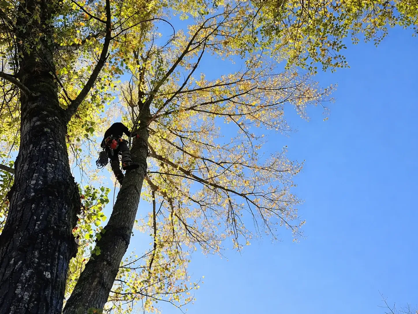 Arboriste grimpeur sécurisé dans la cime d'un grand arbre lors d'un élagage en hauteur